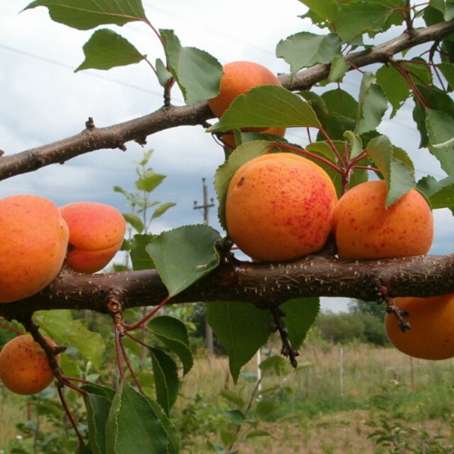Prunus armeniaca 'Daiga' - Harilik aprikoosipuu 'Daiga' C6/6L